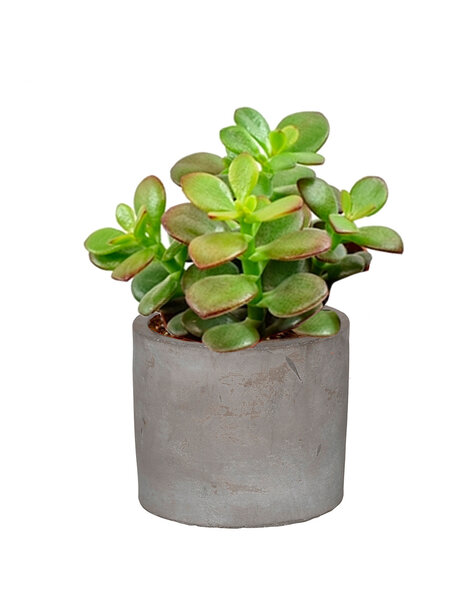 Sadzonka Crassula w ceramicznej doniczce