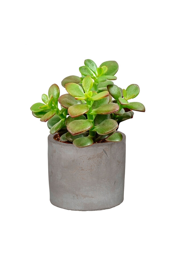 Młoda Crassula w ceramicznej doniczce
