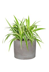 Młoda roślina Chlorophytum w ceramicznej doniczce