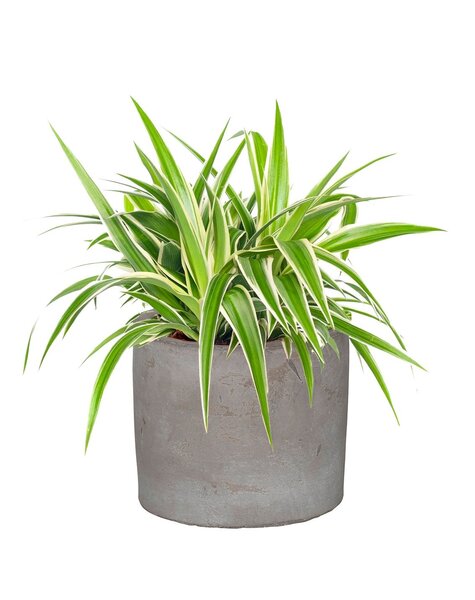 Sadzonka Chlorophytum w ceramicznej doniczce