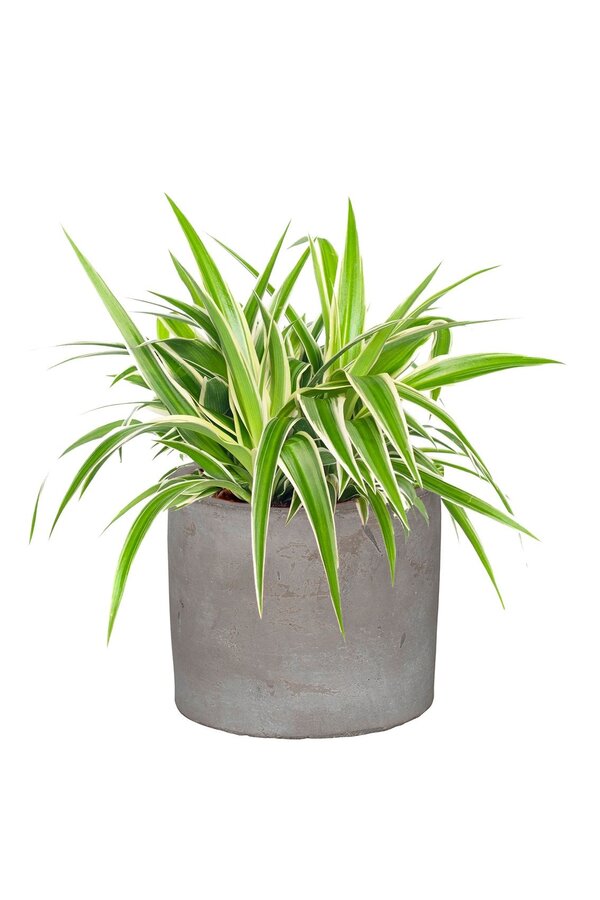 Sadzonka Chlorophytum w ceramicznej doniczce