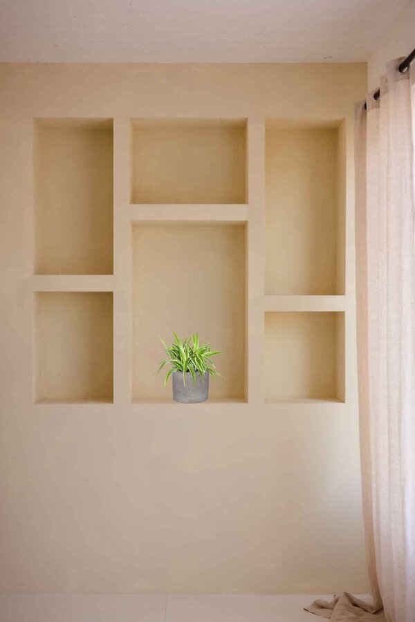 Młoda roślina Chlorophytum w ceramicznej doniczce