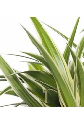 Sadzonka Chlorophytum w ceramicznej doniczce