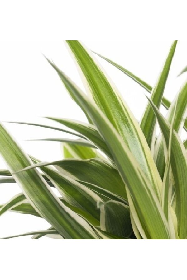 Młoda roślina Chlorophytum w ceramicznej doniczce