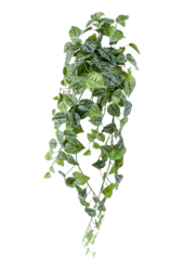 Sztuczna roślina Scindapsus Pictus