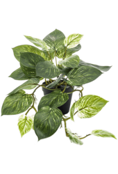 Sztuczna roślina Scindapus