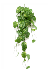 Sztuczna roślina Scindapsus