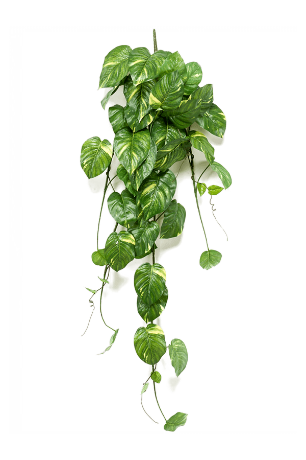 Scindapsus sztuczna roślina