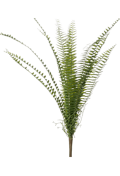 Sztuczna paproć Nephrolepis