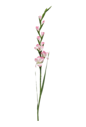 Sztuczna roślina gladiolus