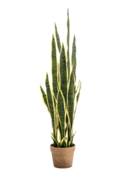 Sztuczna roślina Sansevieria