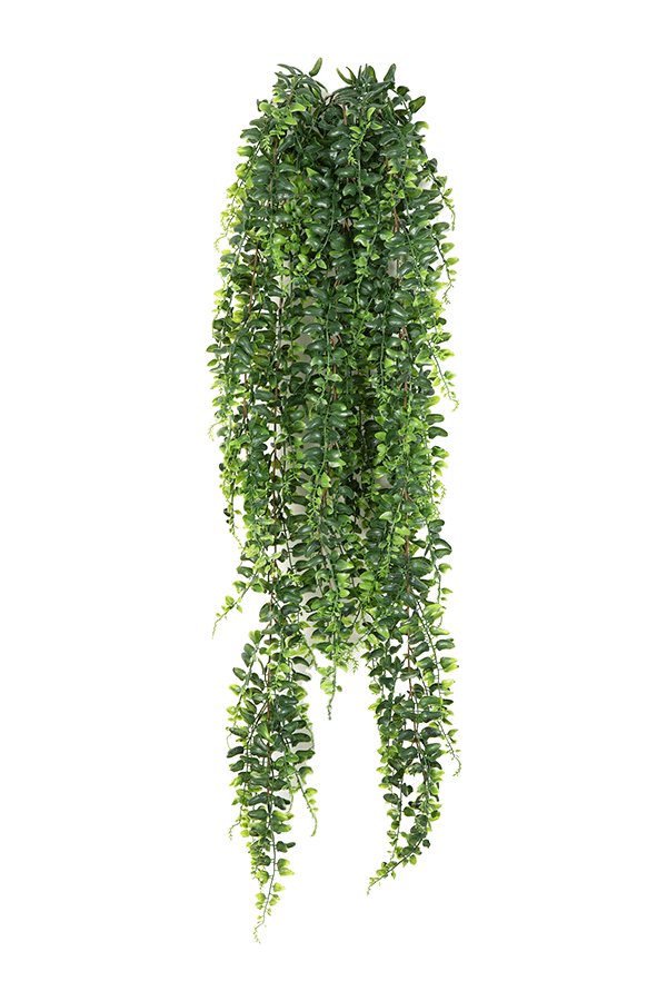 Sztuczna paproć bostońska