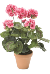Sztuczna pelargonia