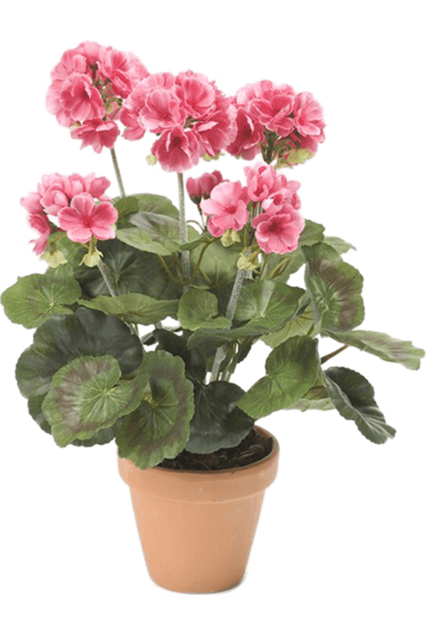 Sztuczna pelargonia