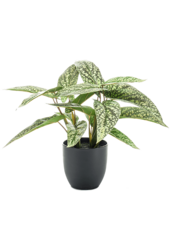 Sztuczna roślina Calathea Dots