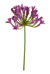 Sztuczna roślina agapanthus