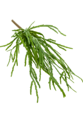 Sztuczna roślina Rhipsalis Pandora