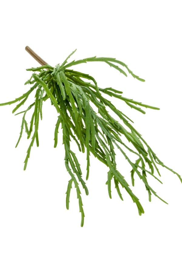 Sztuczna roślina Rhipsalis Pandora