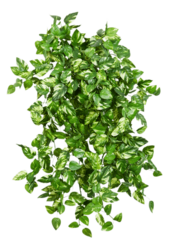 Sztuczna roślina pothos