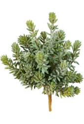 Sztuczna roślina Sedum