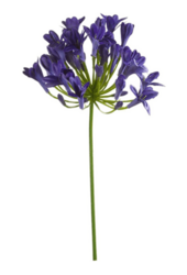 Sztuczna roślina agapanthus
