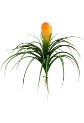Bromelia Vriesia sztuczna roślina