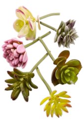 Sztuczna roślina Succulent Mix