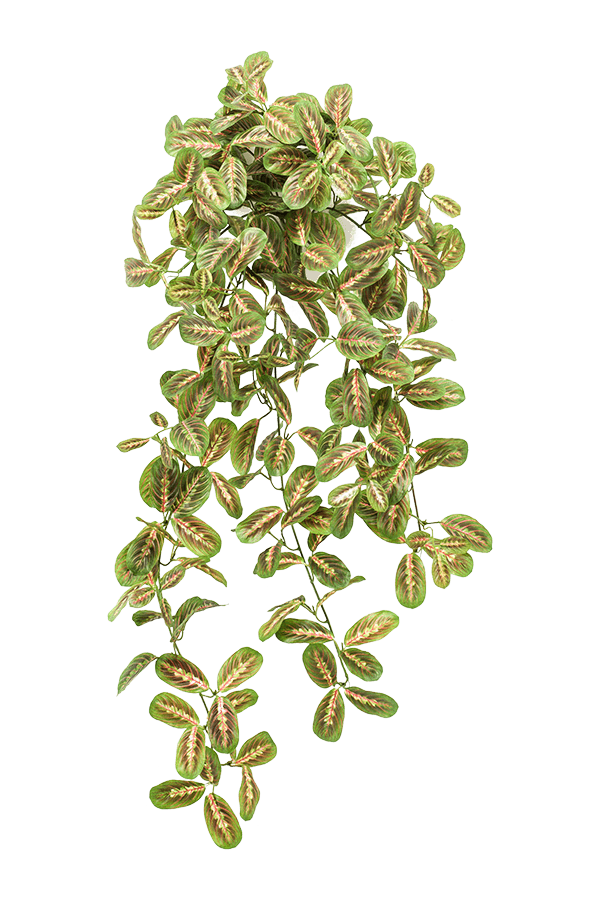 Maranta sztuczna roślina