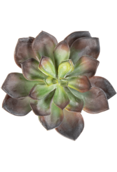 Sztuczna roślina Echeveria