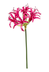 Sztuczna roślina Nerine