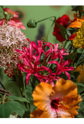 Sztuczna roślina Nerine