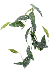Sztuczna roślina Begonia Maculata