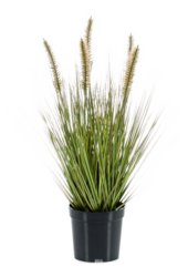 Sztuczna trawa Pennisetum