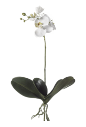 Sztuczna roślina Phalaenopsis