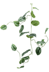Sztuczna roślina Scindapsus Pictus