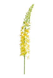 Sztuczna roślina Eremurus