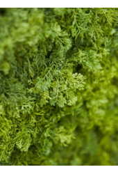 Sztuczna roślina Iceland Moss