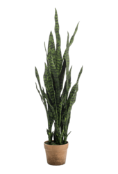 Sztuczna roślina Sansevieria