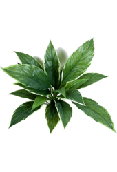 Sztuczna roślina Cordyline