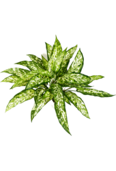 Sztuczna roślina Aglaonema