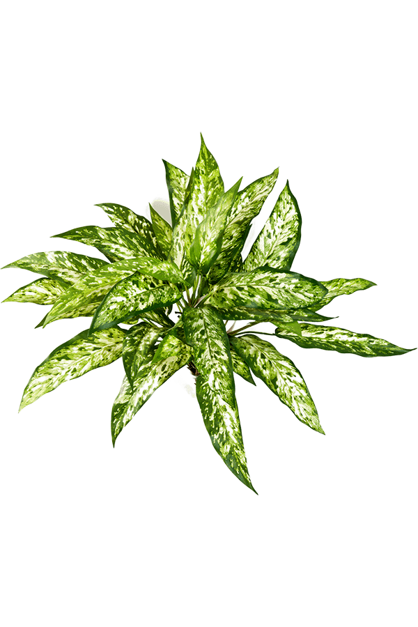 Sztuczna roślina Aglaonema