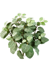Sztuczna roślina Fittonia