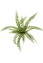 Fern Pellaea sztuczna roślina