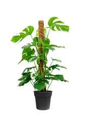 Monstera Otwarta roślina mosstok S