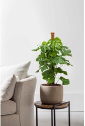 Monstera Otwarta roślina mosstok S