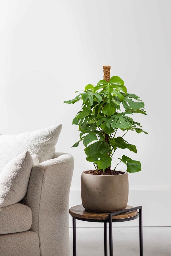 Monstera Otwarta roślina mosstok S