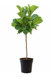 Ficus Lyrata na pniu