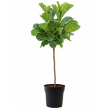 Ficus Lyrata