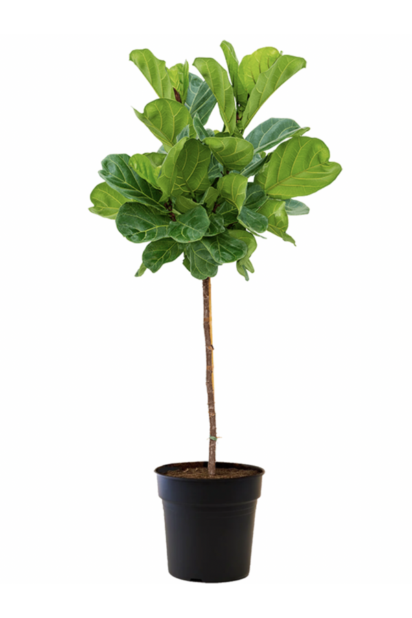 Ficus Lyrata na pniu