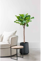 Ficus Lyrata na pniu